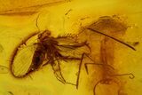 Two Fossil Flies, Two Mites and a Crane Fly in Baltic Amber #173632-1